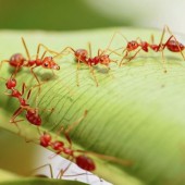 Loài kiến ngoại lai lần đầu xuất hiện tại Nhật